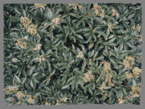 Werden Vergehen, 2016